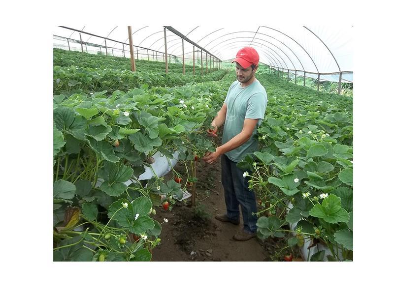 Nova Friburgo é um dos principais pólos da agricultura orgânica da Região Serrana e um dos maiores produtores de hortaliças do Estado Nova Friburgo é um dos principais pólos da agricultura orgânica da Região Serrana e um dos maiores produtores de hortaliças do Estado