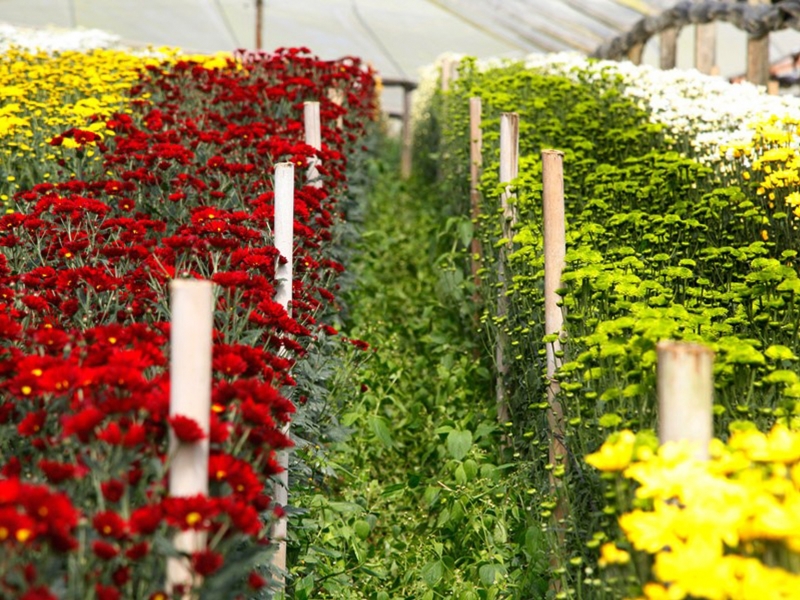 Nova Friburgo desponta como o maior produtor Estadual no cultivo de flores de corte Nova Friburgo desponta como o maior produtor Estadual no cultivo de flores de corte