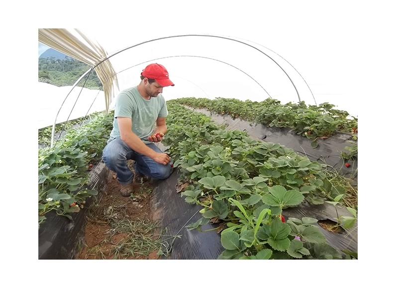 Começa a colheita de morango em Nova Friburgo, maior produtora da fruta do Estado Começa a colheita de morango em Nova Friburgo, maior produtora da fruta do Estado