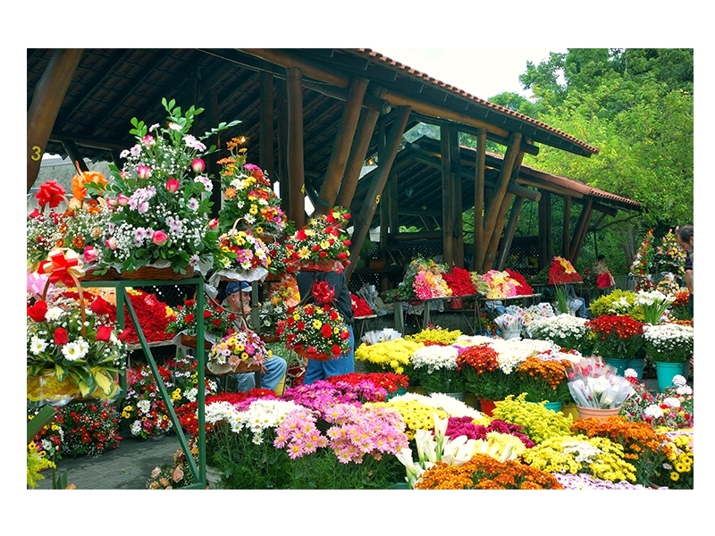 Festa da Flor será no Clube de Xadrez em novembro : Nova Friburgo em Foco –  Portal de Notícias