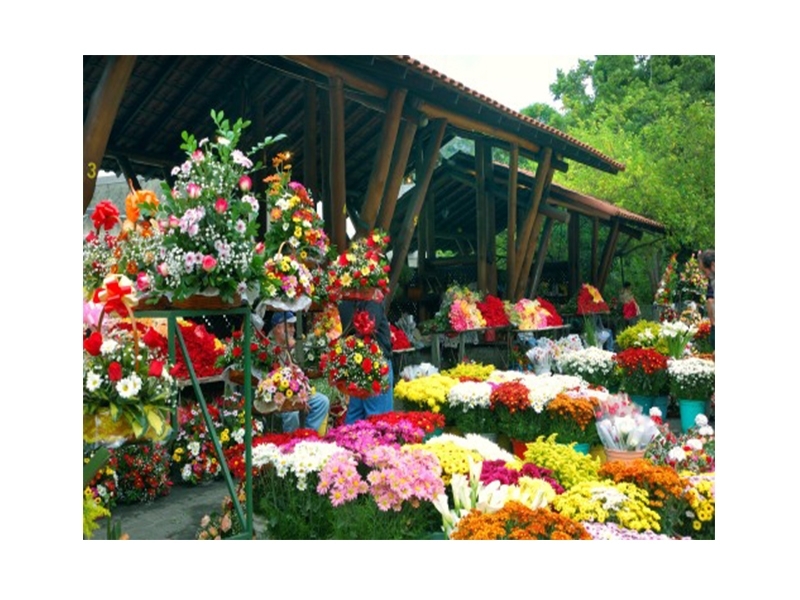 Floricultulores de Nova Friburgo prevêm aumento nas vendas para o Dia das Mães Floricultulores de Nova Friburgo prevêm aumento nas vendas para o Dia das Mães