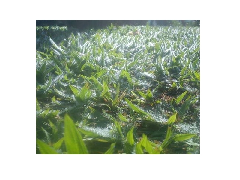 Nova Friburgo tem frio abaixo de 5°C e geada Nova Friburgo tem frio abaixo de 5°C e geada