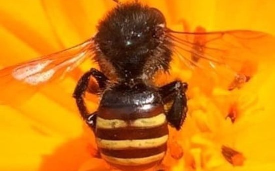 Própolis de abelha brasileira inibe proliferação de câncer de útero